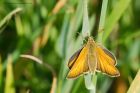 smallSkipper_050716c.jpg