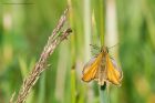 smallSkipper_050716d.jpg