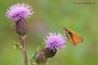 smallSkipper_210712b.jpg