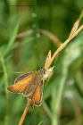 smallSkipper_220713a.jpg