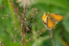 smallSkipper_LattBarr_110721f.jpg