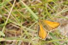 smallSkipper__150715a.jpg