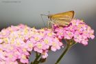 smallSkipper_gdn_040718a.jpg