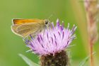 smallSkipper_lattBarr_160721a.jpg