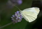 smallWhite_120810b.jpg