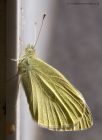 smallWhite_260414a.jpg