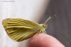 smallWhite_260414b.jpg