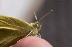 Filename=smallWhite_260414d.jpg
Filesize=324KB
Dimensions=1200x800
Date added=Aug 03, 2014 smallWhite_260414d.jpg