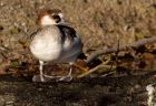 smew_121108a.jpg