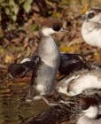 smew_121108b.jpg