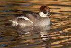 Filename=smew_121108c.jpg
Filesize=157KB
Dimensions=800x539
Date added=Nov 14, 2008 smew_121108c.jpg