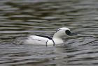 smew_1703a.jpg