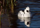 smew_220109b.jpg