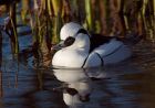 smew_220109c.jpg