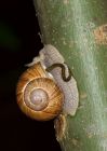 snail_120609c.jpg