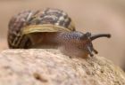 snail_1504f.jpg