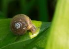 snail_170410a.jpg