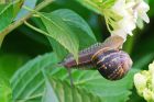 snail_220615a.jpg