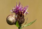 snail_260709b.jpg