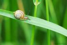 snail_Wcrag_310519a.jpg