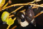 snails_gdn_100520a.jpg