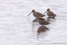Filename=snipe_041111b.jpg
Filesize=255KB
Dimensions=1000x667
Date added=Nov 07, 2011 snipe_041111b.jpg