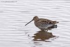 snipe_041111c.jpg