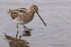 snipe_041111d.jpg