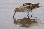 snipe_041111v.jpg