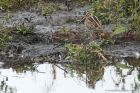 snipe_120913a.jpg