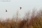 snipe_140112a.jpg