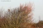 Filename=snipe_140112b.jpg
Filesize=186KB
Dimensions=1000x667
Date added=Jan 17, 2012 snipe_140112b.jpg