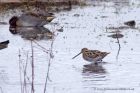 snipe_171011a.jpg