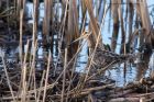 snipe_230212a.jpg