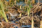 snipe_LM_141218h.jpg