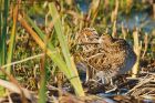 snipe_LM_141218j.jpg