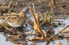 Filename=snipe_LM_210122b.jpg
Filesize=865KB
Dimensions=1300x867
Date added=Aug 22, 2024 snipe_LM_210122b.jpg