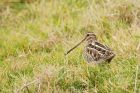 snipe_LM_221118b.jpg