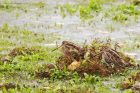 snipe_PF_291118a.jpg