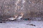 snowBunting_031112a.jpg