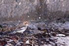 snowBunting_031112b.jpg