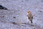 snowBunting_031112i.jpg