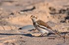 snowBunting_041112a.jpg