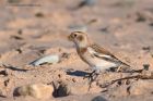 snowBunting_041112b.jpg