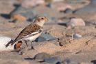 snowBunting_041112c.jpg