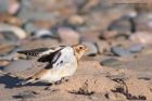 snowBunting_041112d.jpg