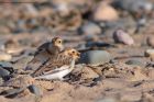 snowBunting_041112e.jpg