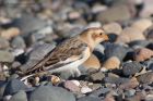 snowBunting_041112g.jpg