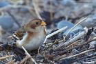 snowBunting_131214b.jpg