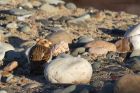 snowBunting_131214e.jpg